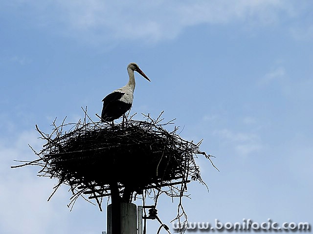 animals___Accoucheuse___Ozalj, Croatia.