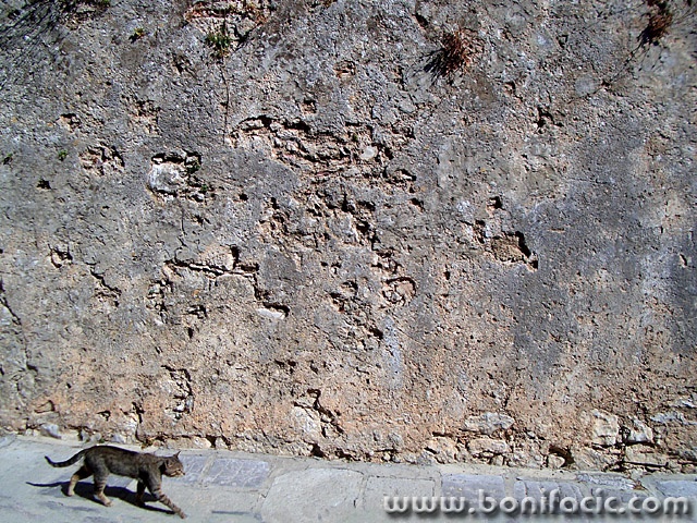 animals___Adagio___Krk, Croatia.