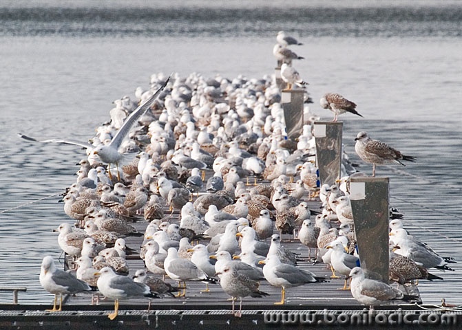 animals___Aerodrome___Punat, Croatia.