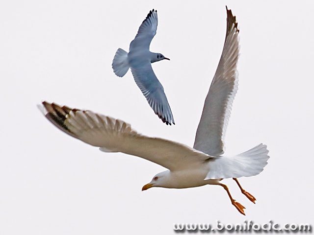 animals___Air Dance___Punat, Croatia.