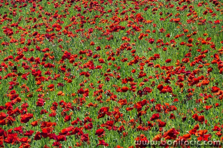 makovipodgradina1mal