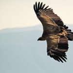 animals___Attack___Beli, Croatia.