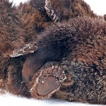 animals___Bear Claw___Kuterevo, Croatia