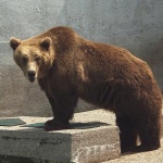 animals___Big Boy___Zagreb, Croatia.