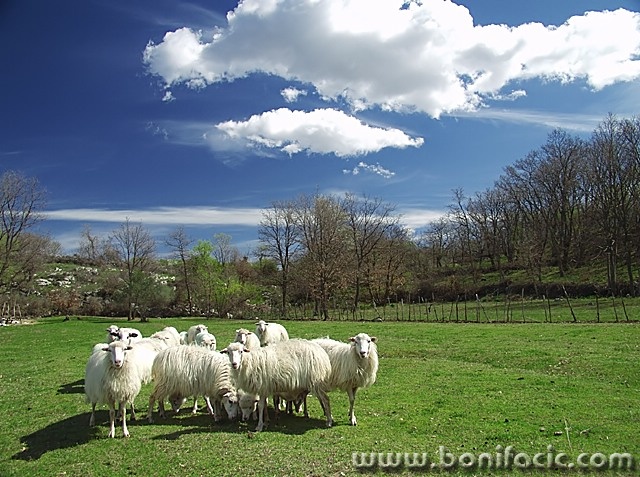 animals___Arabesque___Kampelje, Croatia.