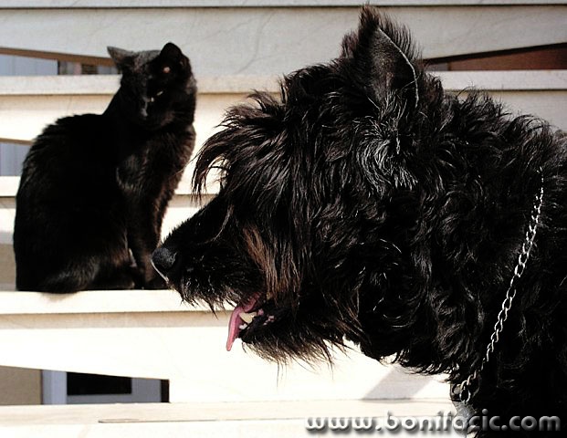 animals___Associate___Punat, Croatia.