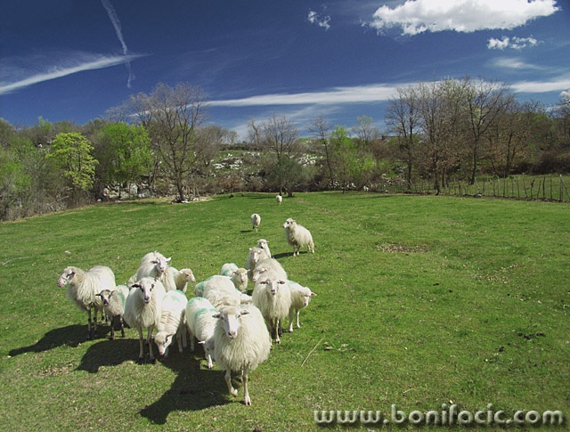 animals___Audience___ampelje, Croatia.