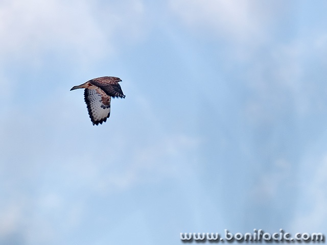 animals___Big Sky___Svica, Croatia.