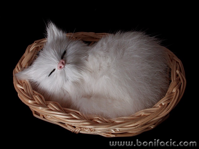 animals___Big Sleep___