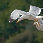 animals___Birs's Eye View___Cres, Croatia.