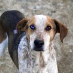 animals___Blue Eye Baby___Kotli, Croatia.