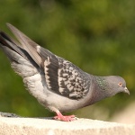 animals___Bow___Baska, Croatia.