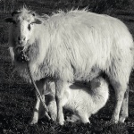 animals___Breakfast___Punat, Croatia.