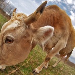 animals___Buffalo___Risika, Croatia.