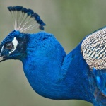 animals___Cacique___Poljica, Croatia.