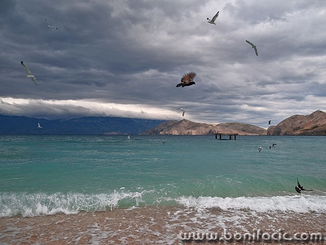 animals___Birds___Baska, Croatia.