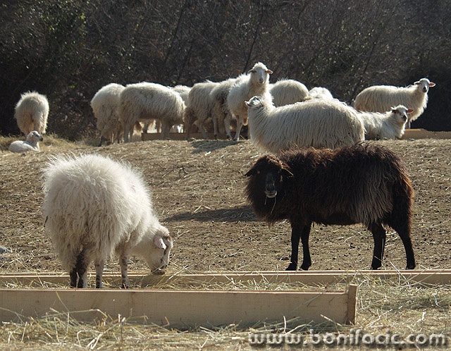animals___Black Sheep___Punat, Croatia.