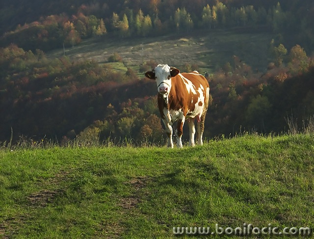 animals___Bossy___Svica, Croatia.