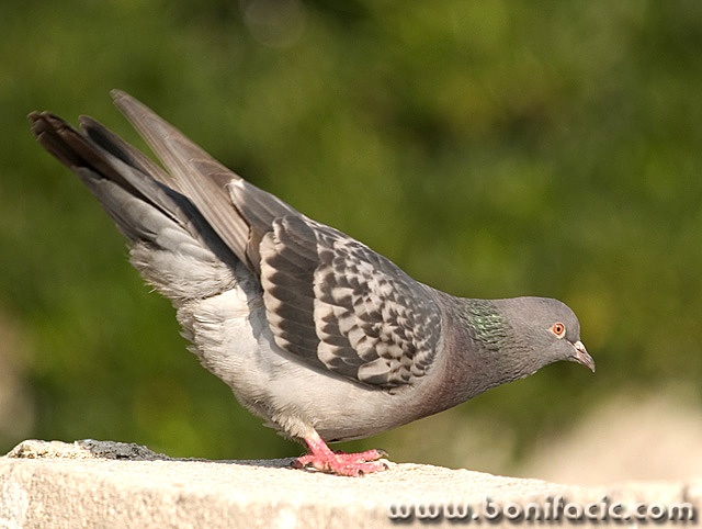 animals___Bow___Baska, Croatia.