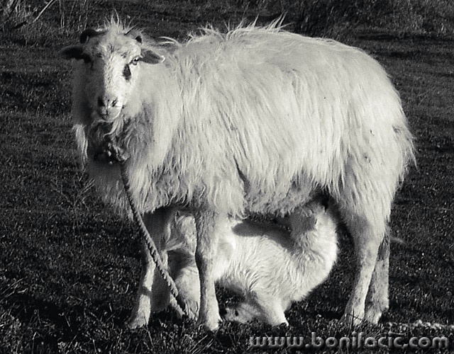 animals___Breakfast___Punat, Croatia.