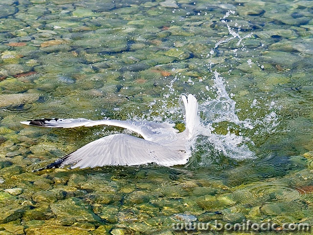 animals___Butterfly Style___Klenovica, Croatia.