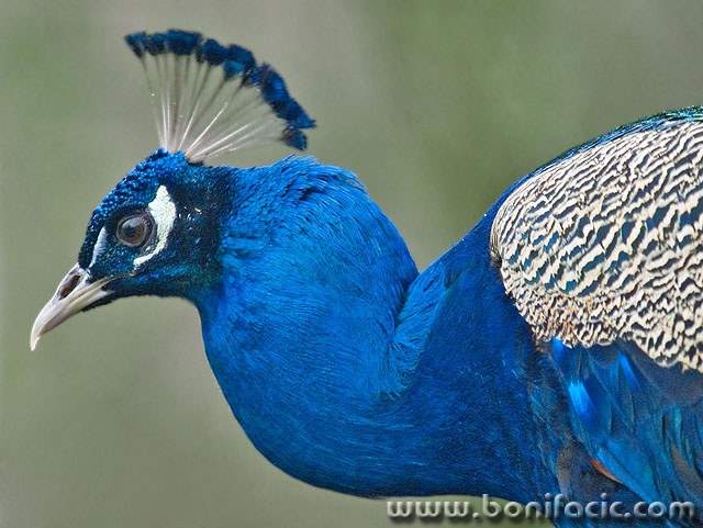 animals___Cacique___Poljica, Croatia.