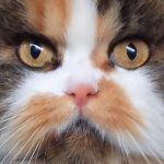 animals___Cat Eyes___Vrbnik, Croatia.