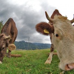animals___Cowgirls___Gorski Raj, Croatia.