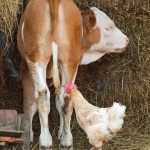 animals___Curious Chicken___Kriznica, Croatia.