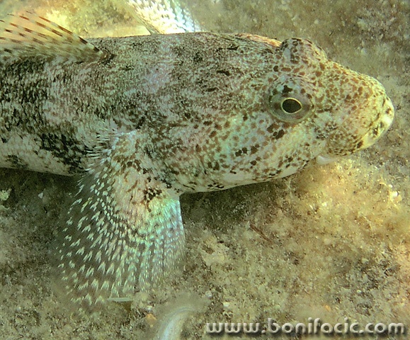 animals___Camouflage___Stara Baska, Croatia.