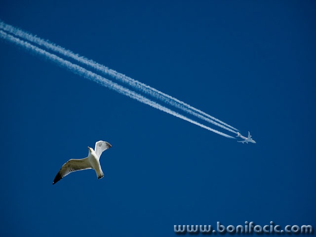 animals___Competition___Alan, Croatia.