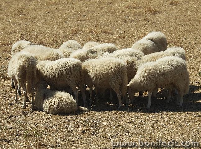 animals___Conference___Stara Baska, Croatia.