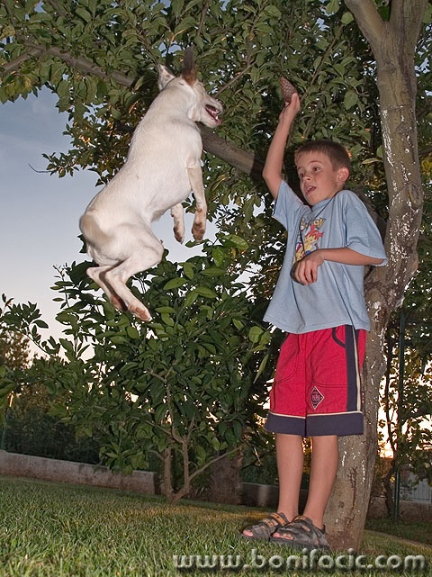 animals___Coquetry___Punat, Croatia.