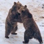 animals___Dancing Bear___Kuterevo, Croatia.