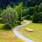 gomirjeljeto21okomitmal