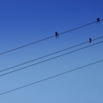 animals___Diversity Of Opinion___Rastoke, Croatia.