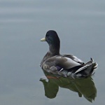 animals___Double Ducker___Ogulin, Croatia.