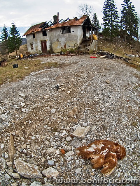 animals___Dead Chicken___Dedin, Croatia.
