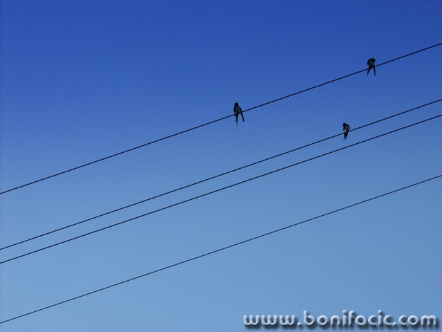 animals___Diversity Of Opinion___Rastoke, Croatia.