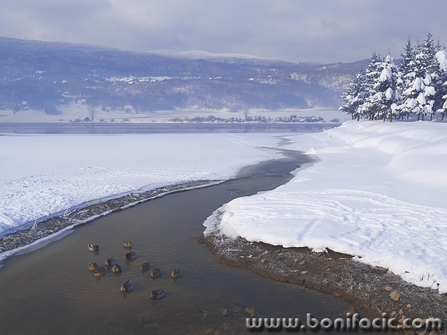 animals___Ducks___Ogulinsko Zagorje, Croatia.