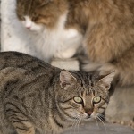 animals___Fear___Baska, Croatia.