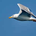 animals___Flit___Rab, Croatia.