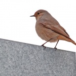 animals___Food Claimant___Punat, Croatia.