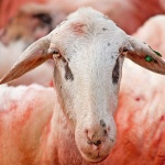 animals___For ID Card___Cres, Croatia.