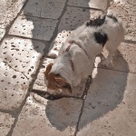 animals___Free Drink___Dubrovnik, Crtoatia.