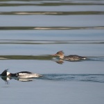 animals___Free Style___Punat, Croatia.