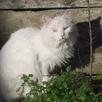 animals___Gardener___Gracisce, Croatia.