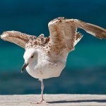 animals___Gymnast___Baska, Croatia.