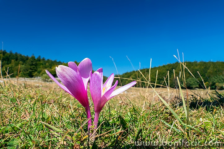 platak2mal