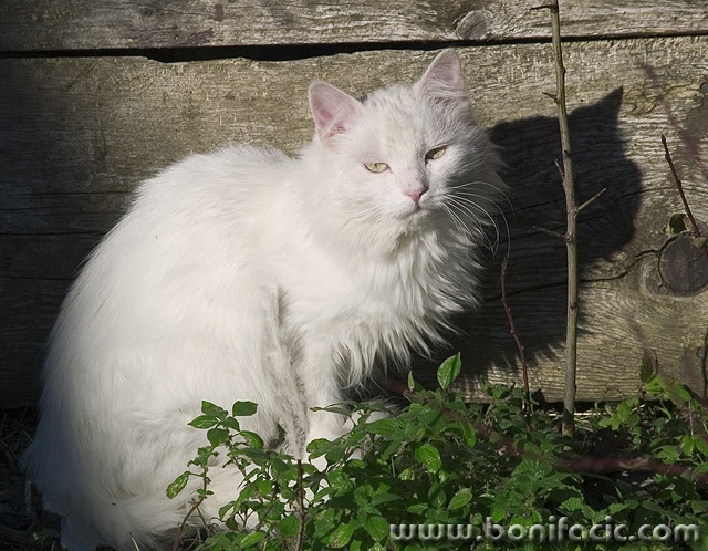 animals___Gardener___Gracisce, Croatia.